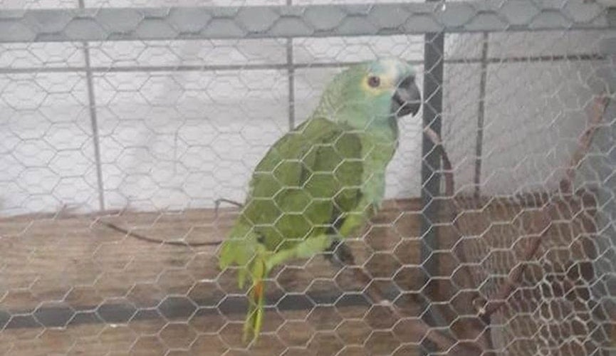 Papagaio anuncia chegada de policiais em ponto de tráfico e é apreendido