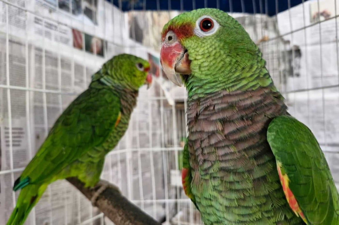 Papagaios-de-peito-roxo são resgatados e levados a mata ciliar