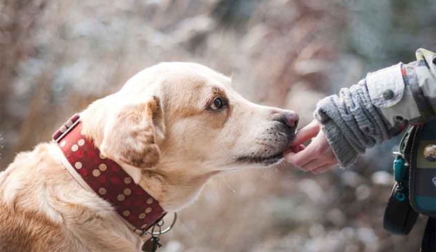 Para estudo, perder seu cão pode ser tão difícil quanto perder um membro da família
