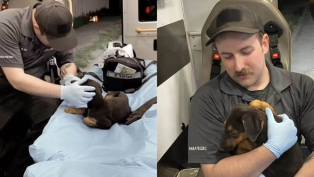 Paramédico resgata cachorro