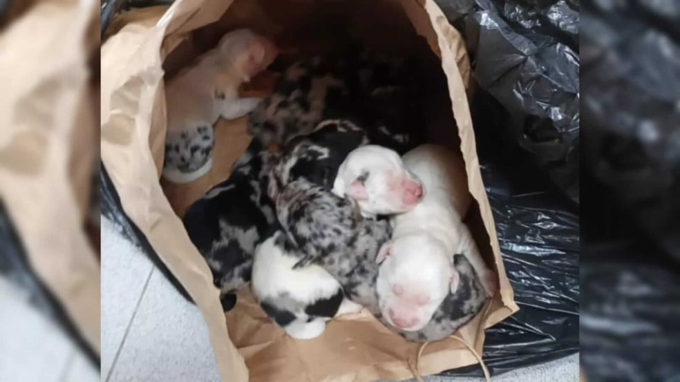 Filhotes de cachorro em saco de papel