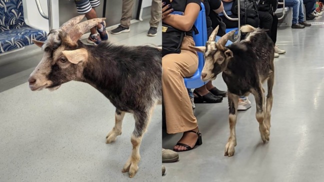 Passageiros flagram bode em trem da Linha 7-Rubi da CPTM