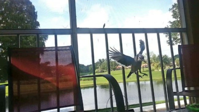 (Foto: reprodução/portalamigocao)