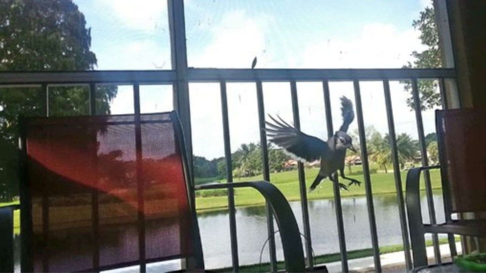 (Foto: reprodução/portalamigocao)