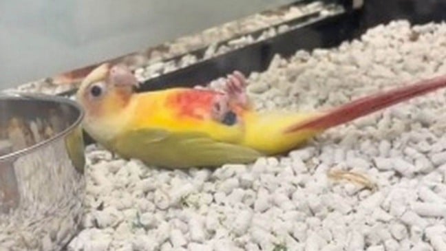 (Foto: Reprodução/ eloahjones / TikTok)