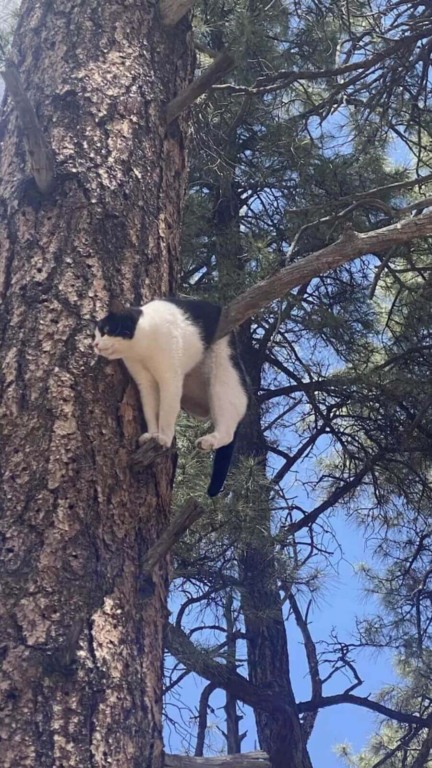 Gato preso em árvore