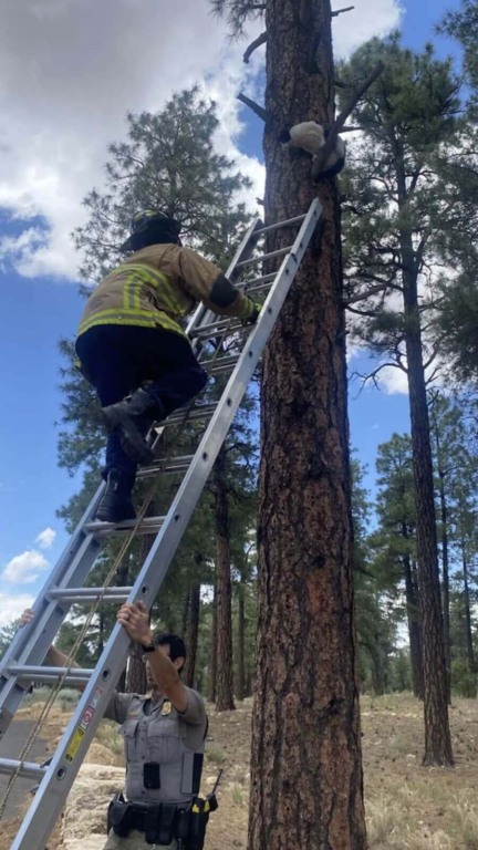 Bombeiro resgata gato preso em árvore