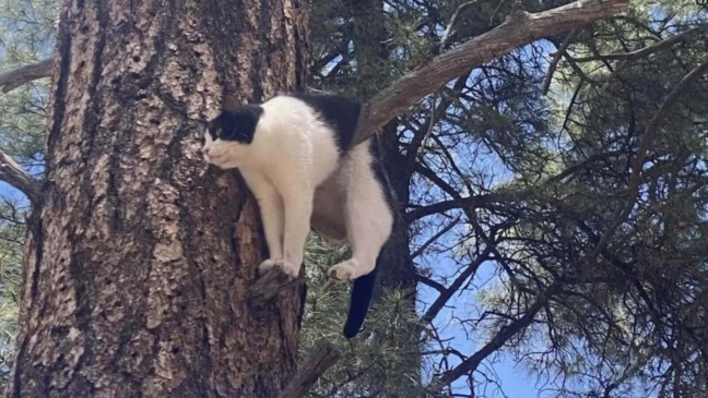 Gato preso em árvore