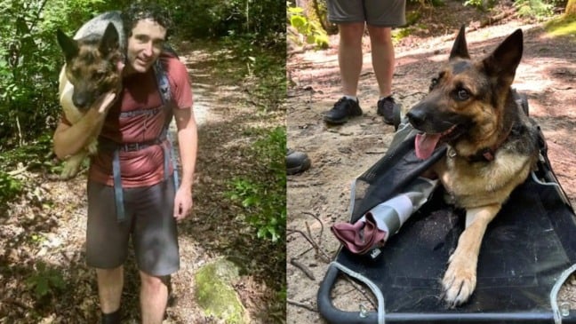 Foto: Reprodução/Labor Of Love Transport Rescue/The Dodo