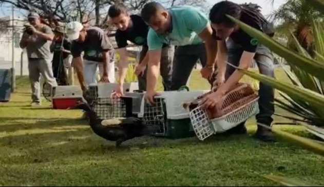 Patos que foram retirados de parque contaminado por óleo são devolvidos
