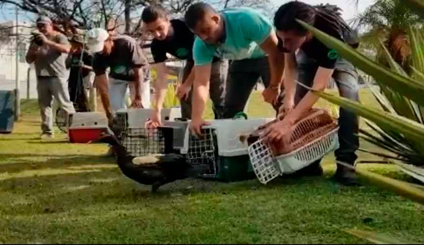 Patos que foram retirados de parque contaminado por óleo são devolvidos