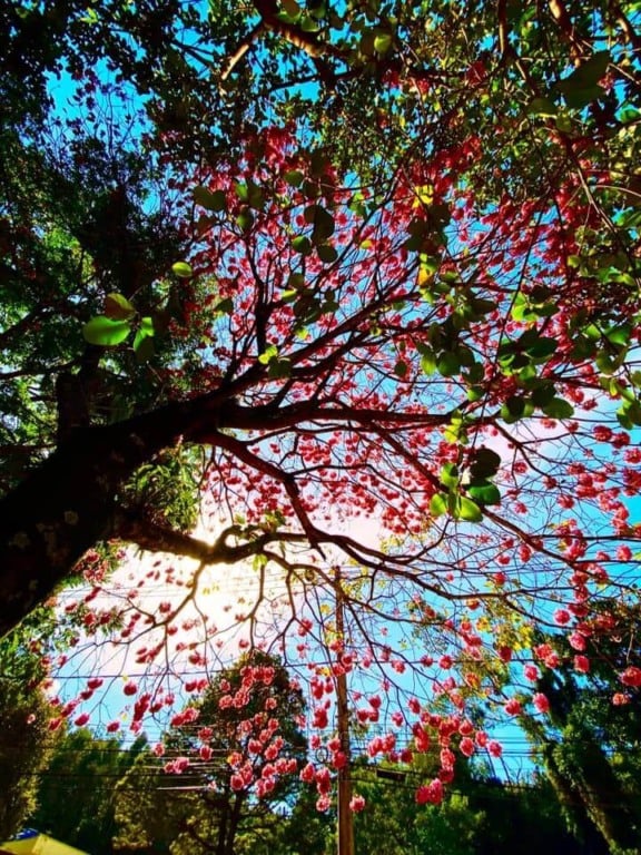 Árvore durante Florada dos Ipês