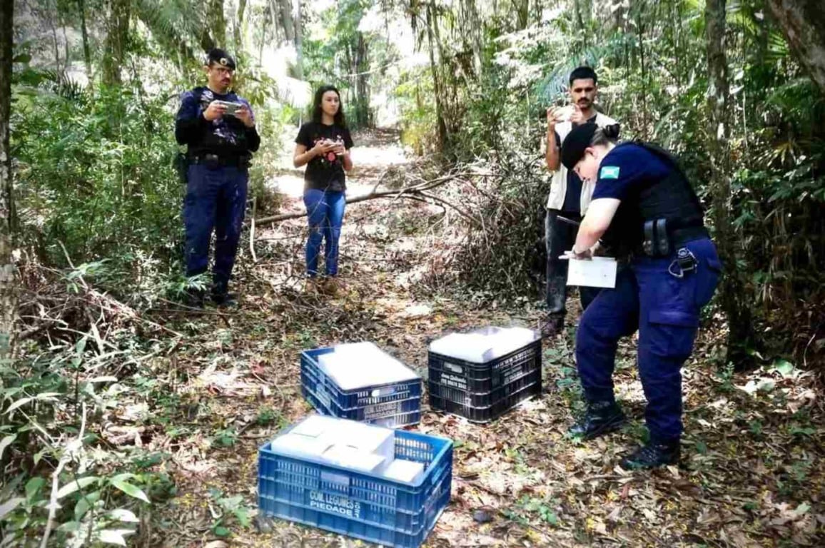 Patrulha Ambiental e Mata Ciliar fazem soltura de aves em Campo Limpo Paulista