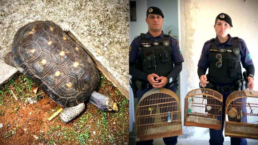 Foto: Guarda Civil Municipal de Campo Limpo Paulista