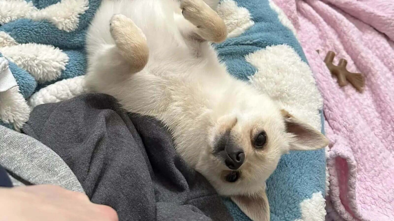 Pequeno cachorro preso em canal é salvo