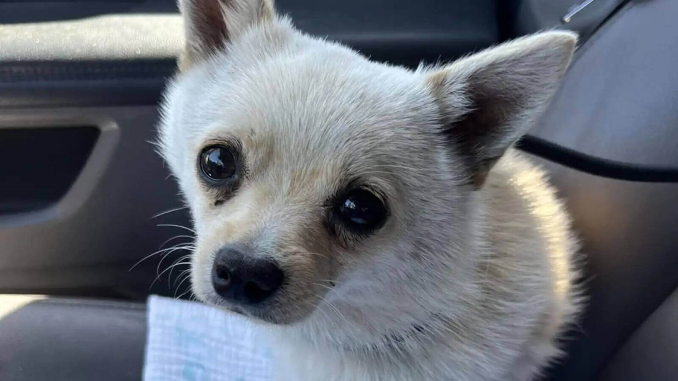 Pequeno cachorro preso em canal é salvo