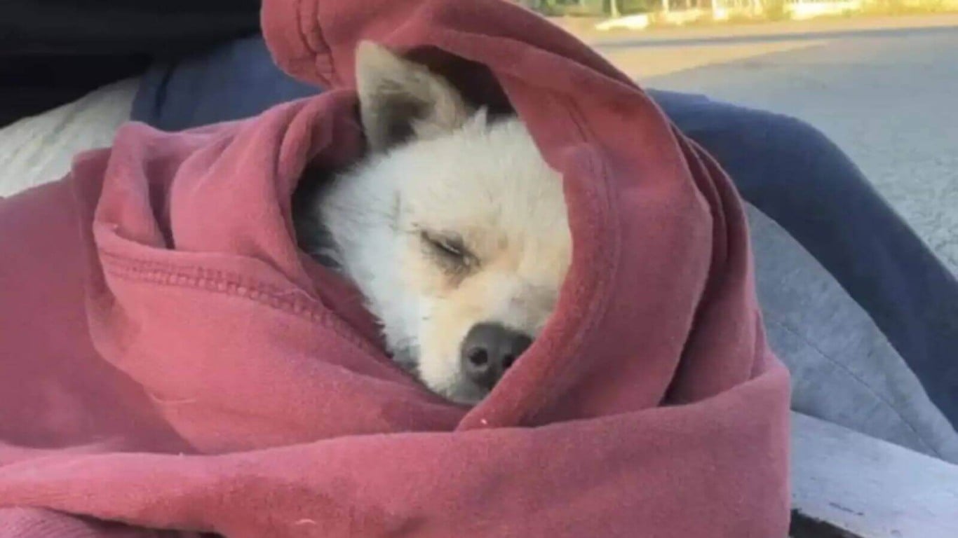 Pequeno cachorro preso em canal é salvo