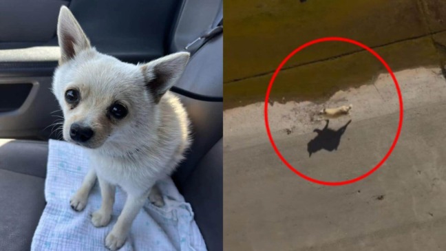 Pequeno cachorro preso em canal