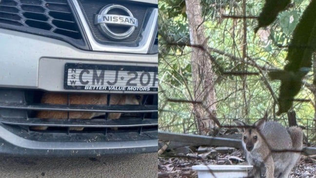 Foto: Reprodução/WIRES/The Dodo