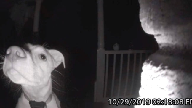 Foto: Notas de Mascotas