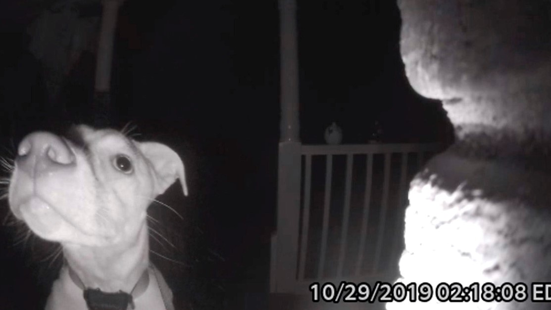 Foto: Notas de Mascotas