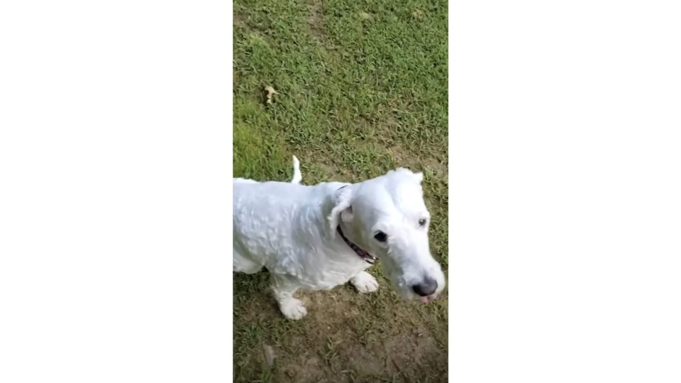 Cachorro branco em grama