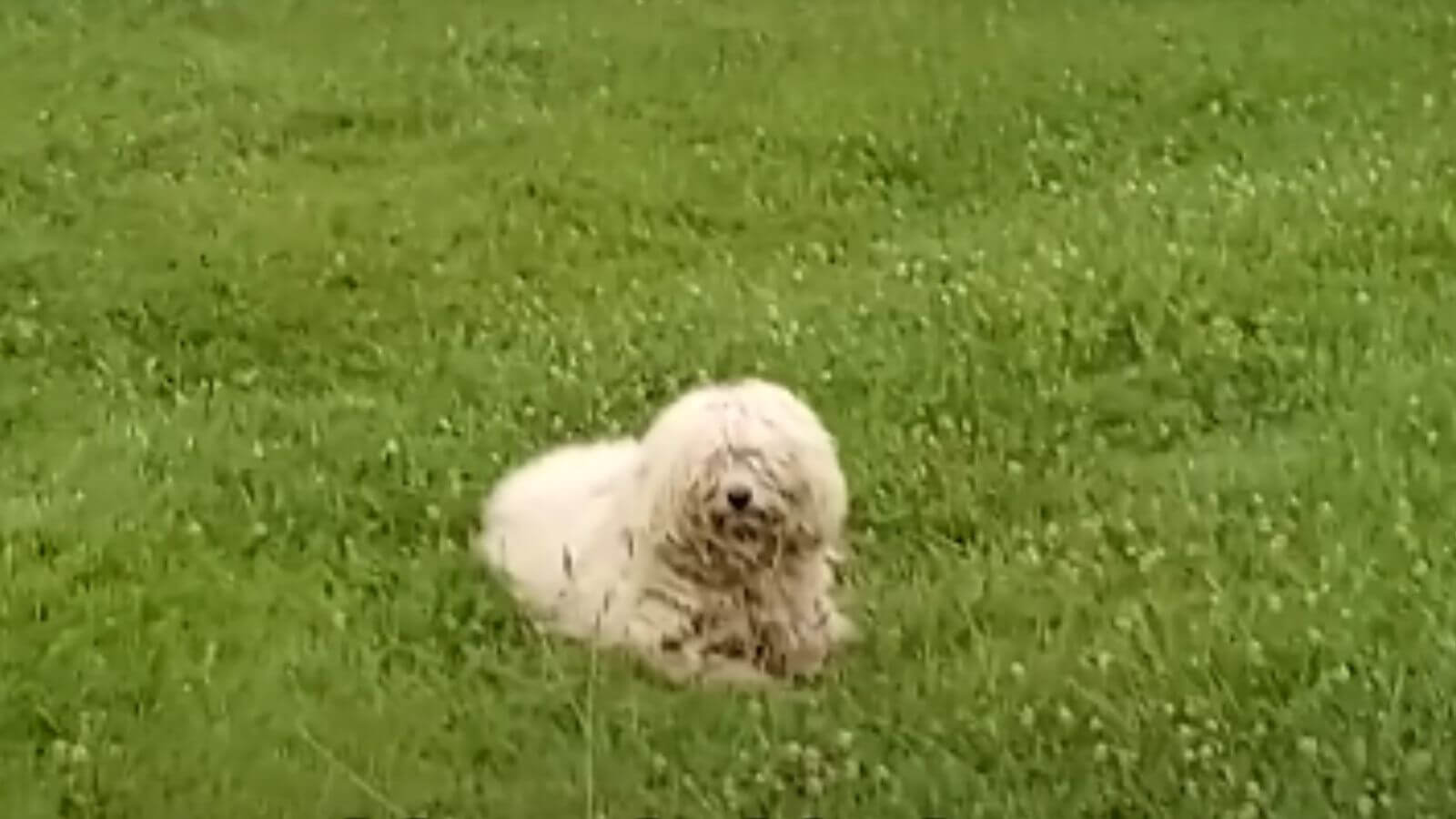 Cachorro branco em grama
