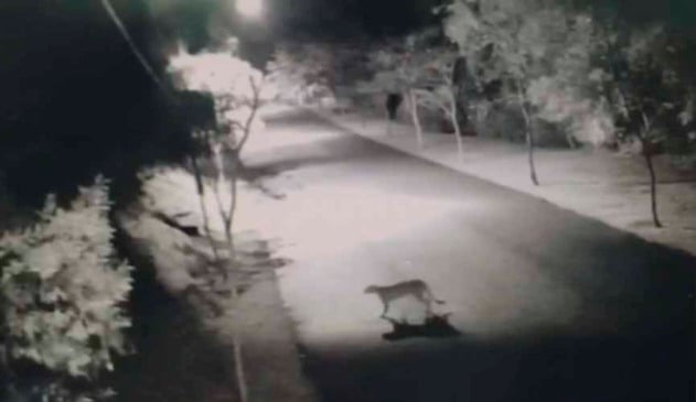 onça parda em condomínio em jundiaí