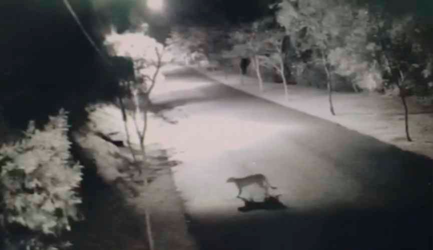 onça parda em condomínio em jundiaí