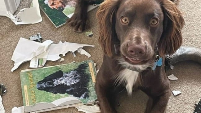 Cachorro e livro rasgado