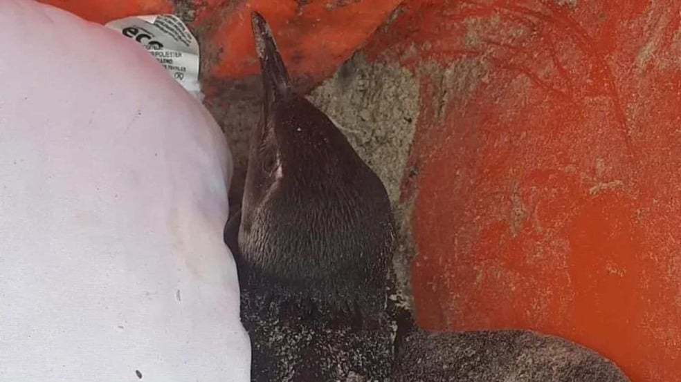 (Foto: Divulgação/Guarda Marítima)