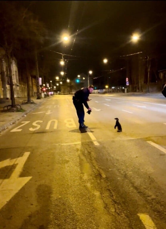 Policiais com pinguim resgatado