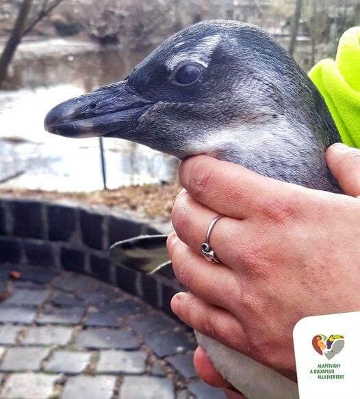 Mulher segurando pinguim