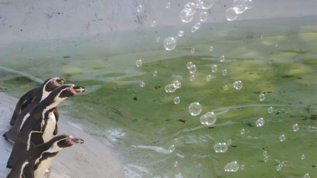 (Foto: Reprodução/catiororeflexivo) (Foto: Reprodução/catiororeflexivo)