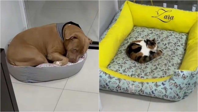 Cachorro e gato dormindo