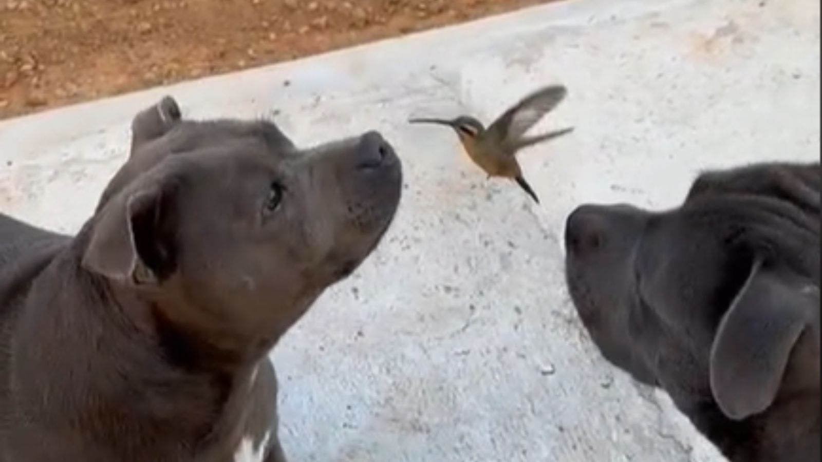 Pit bulls brincando com beija-flor