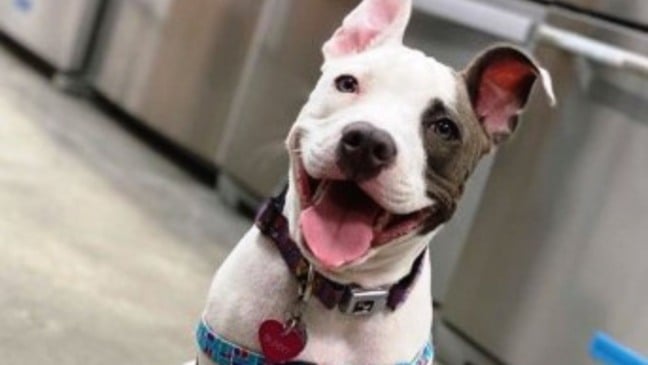 (Foto: Reprodução/catiororeflexivo)