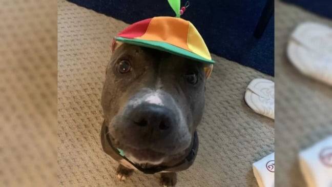 Cachorro pit bull com chapéu