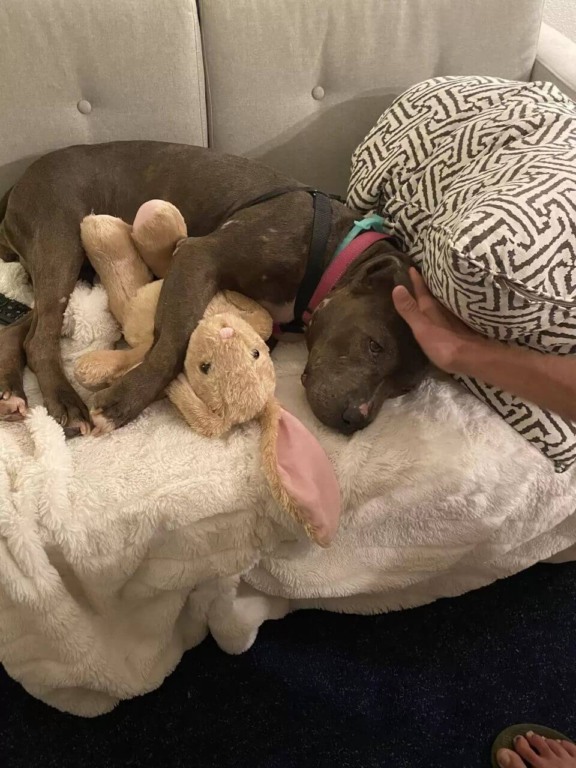 Cachorro pit bull com urso de pelúcia