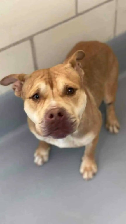 Cachorro pit bull resgatada em abrigo