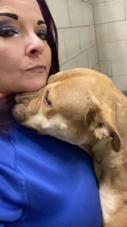 Cachorro pit bull abraçando mulher