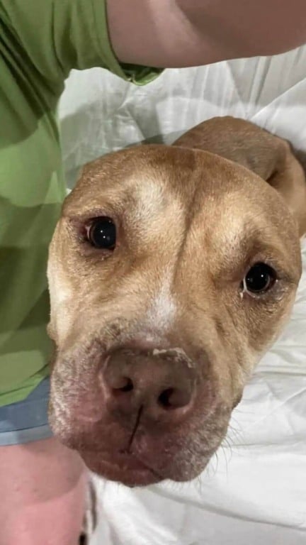 Cachorro pit bull resgatada em abrigo