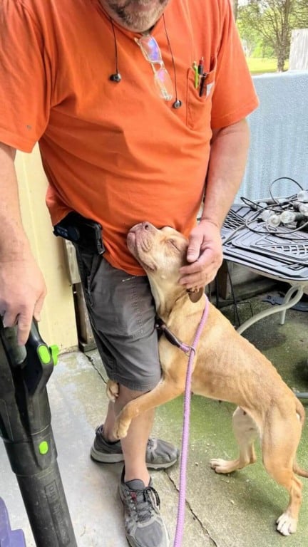 Cachorro pit bull abraçando homem