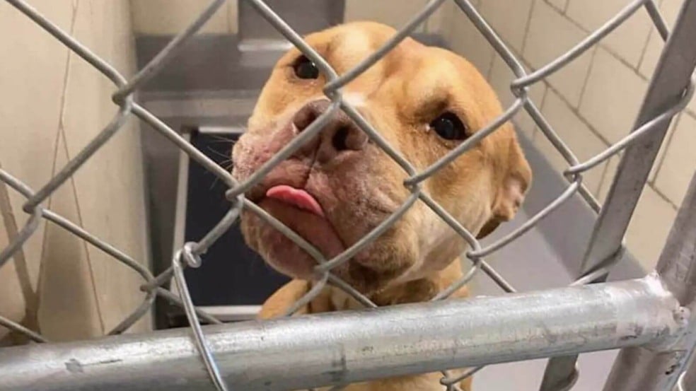 Cachorro pit bull resgatada em abrigo