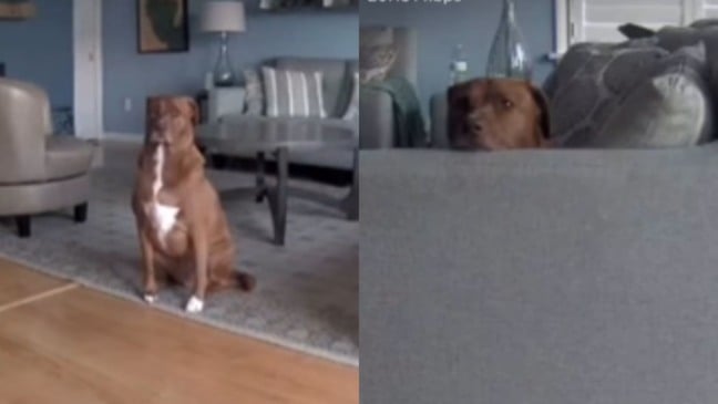 Pit bull olhando em câmera de segurança em casa