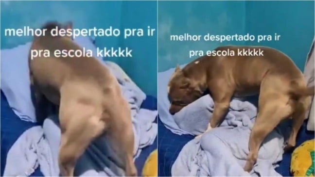 Pit bull acordando menino