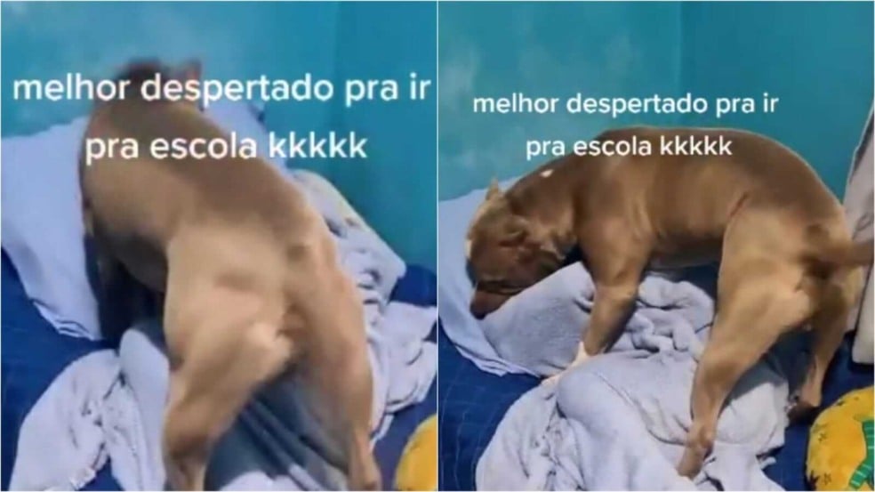 Pit bull acordando menino