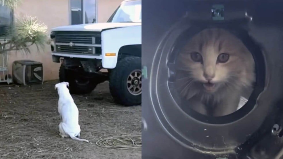 Pit bull em frente a caminhonete onde um gato laranja se escondia