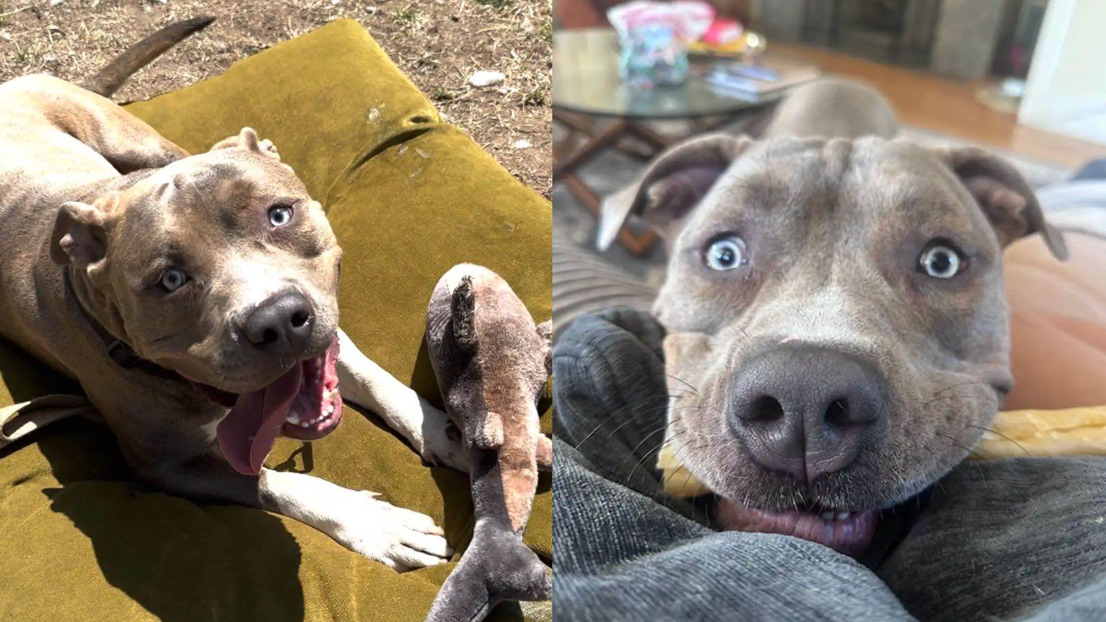 Juniper com brinquedinhos