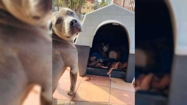 Pitbull está olhando a gatinha dentro da sua casa